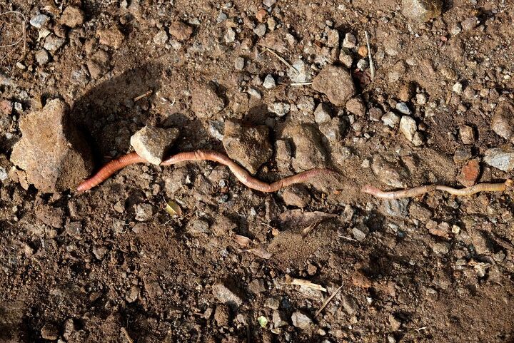 How To Attract Worms To Your Garden Yahoo lifestyle home