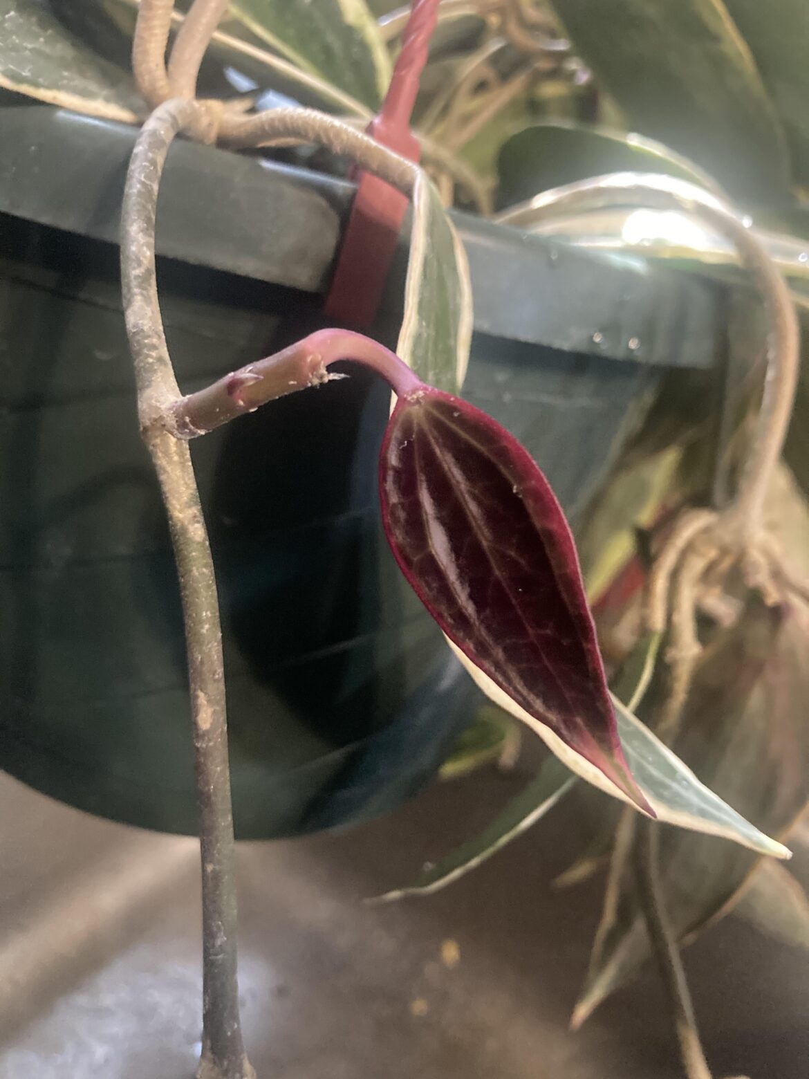 New baby leaf on my macrophylla