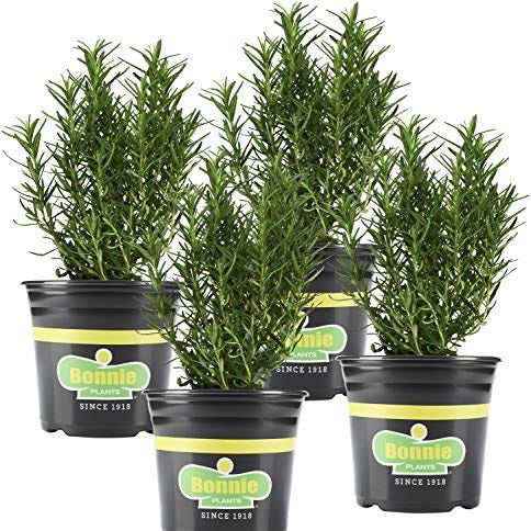 Rosemary Rosemary