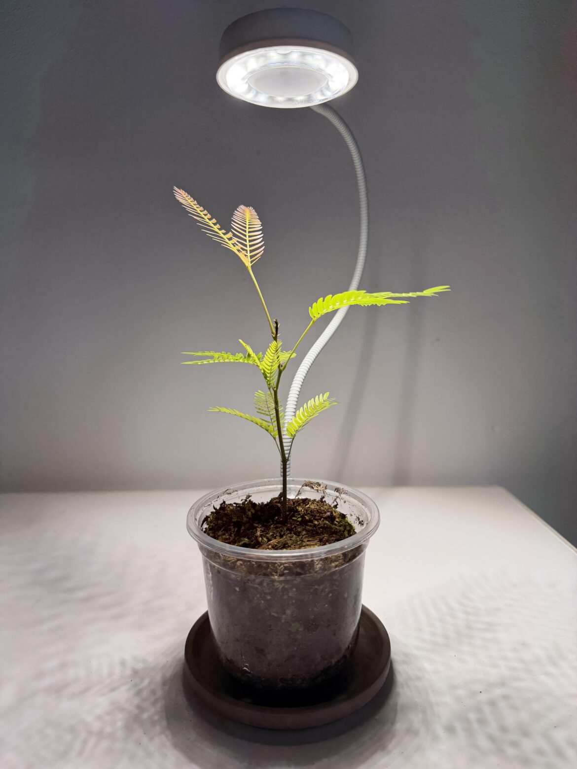 Is my Pithecellobium confertum getting enough light? Is my Pithecellobium confertum getting enough light?