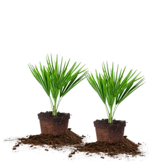 windmill palms on a white background