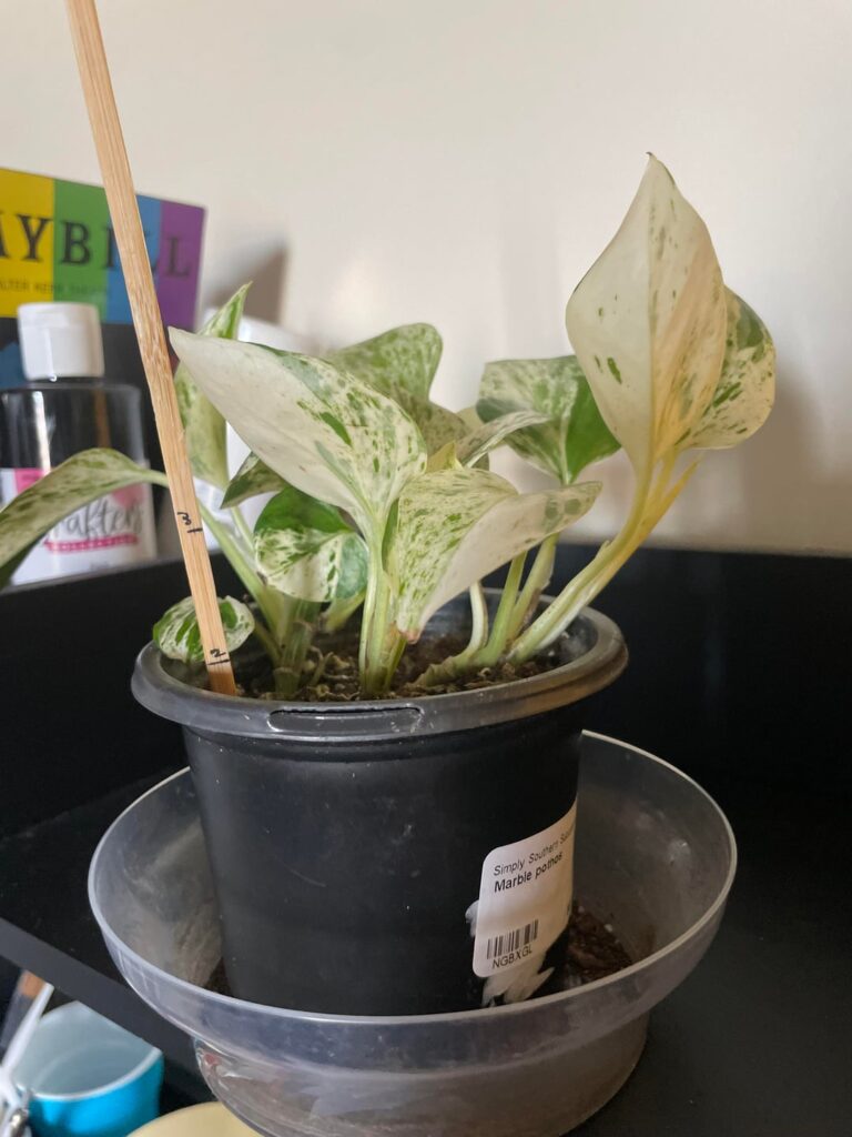 Soil recs and General Tips for keeping a Pothos alive Soil recs and General Tips for keeping a Pothos alive