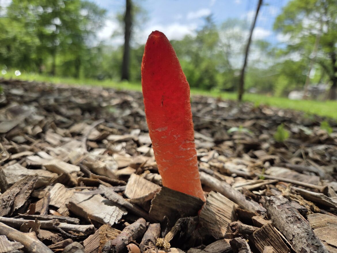 fungus?
