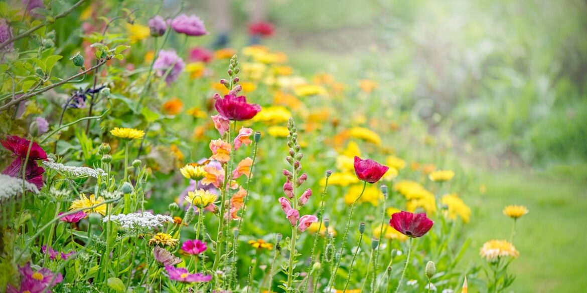 12 Nostalgic Flowers Your Grandparents Always Grew 12 Nostalgic Flowers Your Grandparents Always Grew