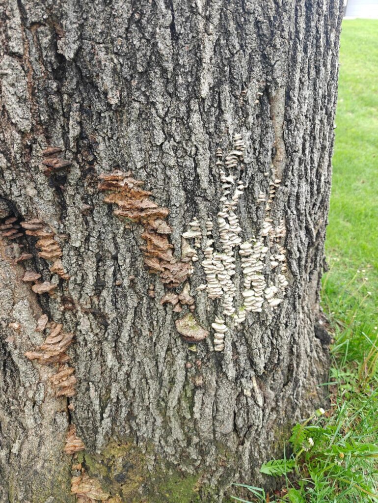 Red Oak with mushrooms growing on it