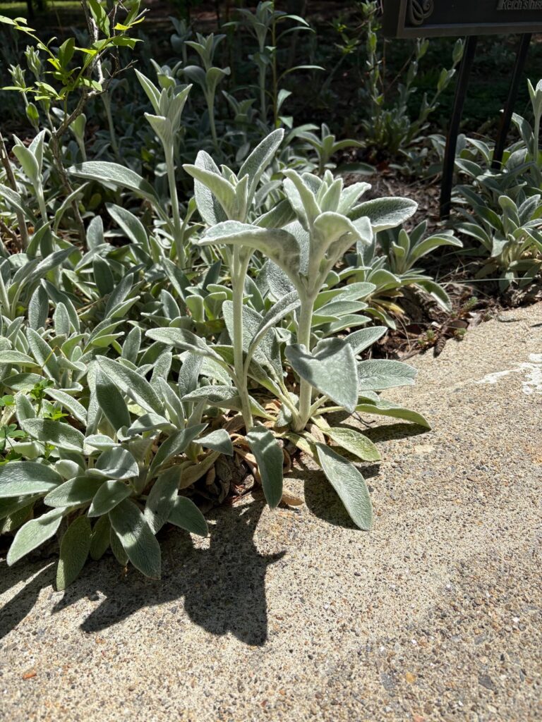 Succulent?