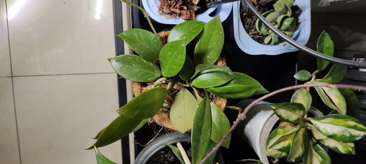 Google lens says it's hoya icensis but I don't trust Google anymore. Do you know what this is?