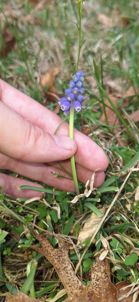 Found in RI, any ideas what this little flower is?