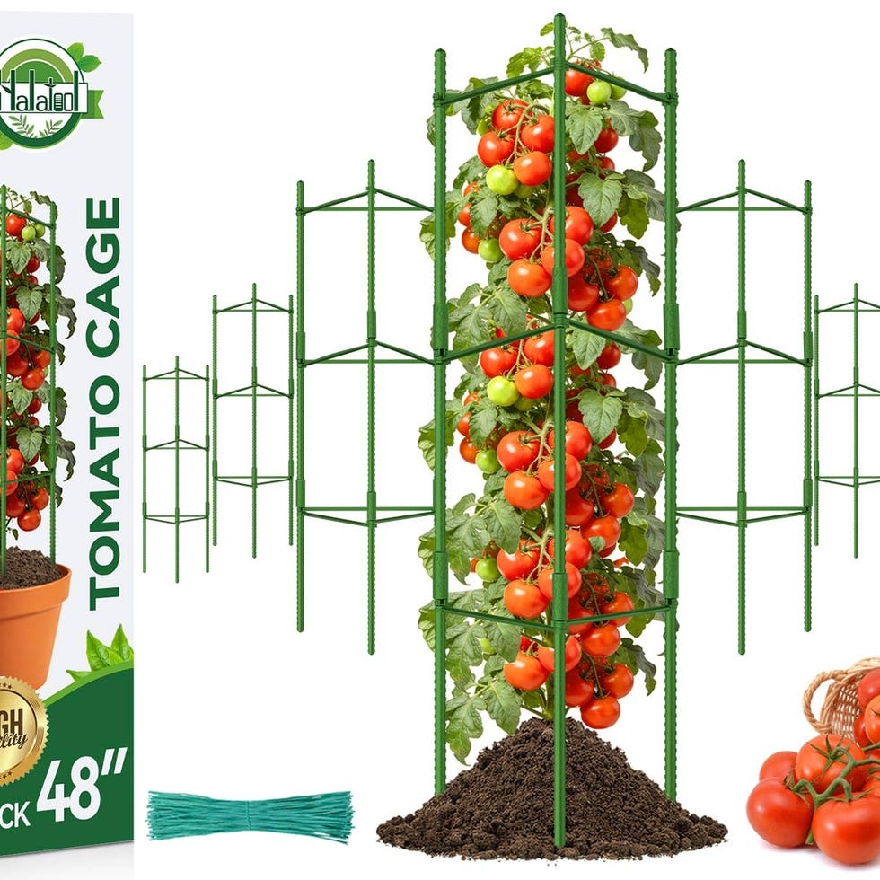 Tomato Trellis for Pots Tomato Trellis for Pots