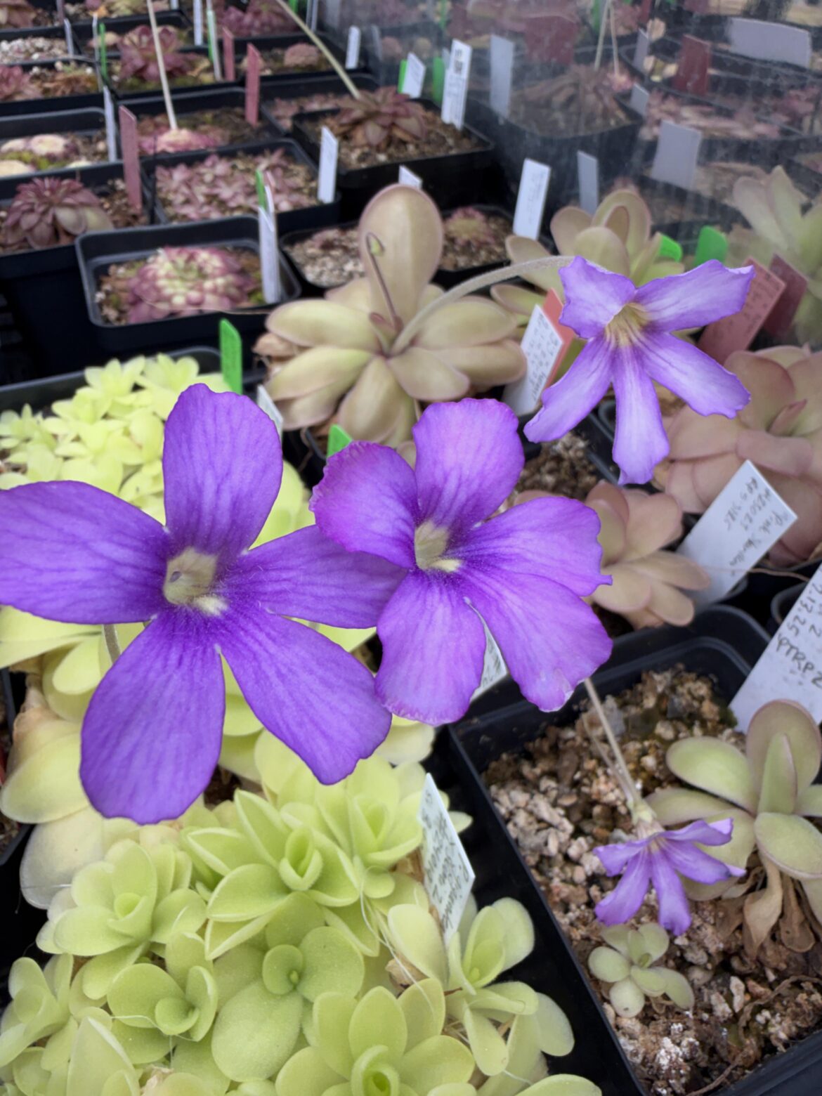 Maybe I’m biased but I sure think Pings could be the next great house plant