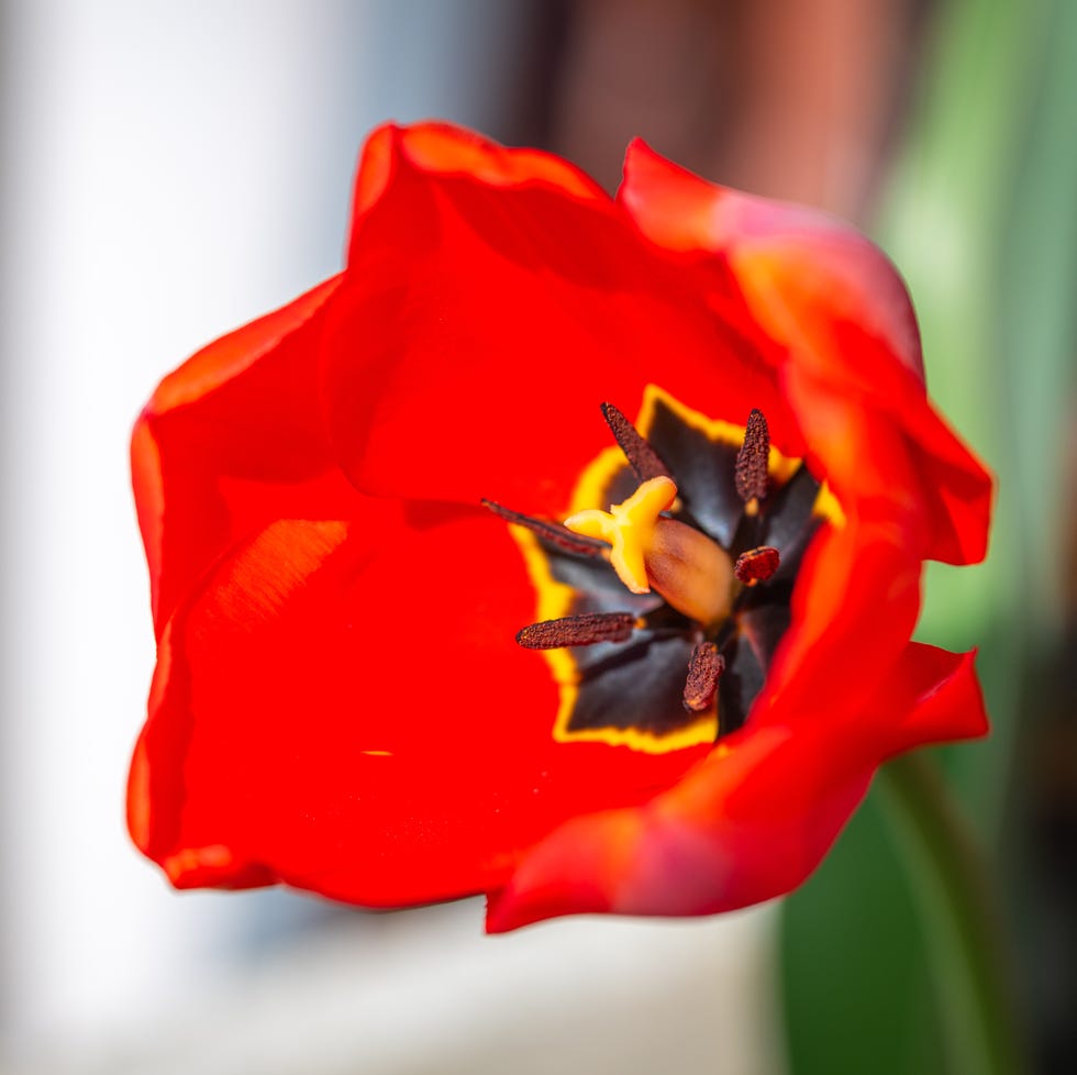 vibrant red tulip in bloom