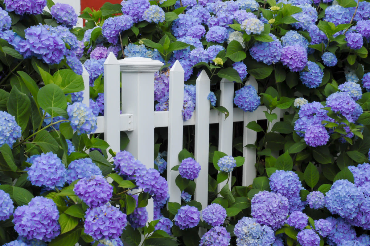 HydrangeasJanice Higgins / Shutterstock.com