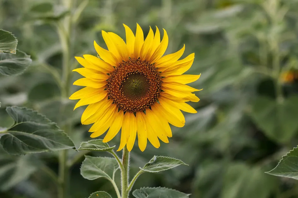 sunflower natural background. sunflower blooming. close up of sunflower.