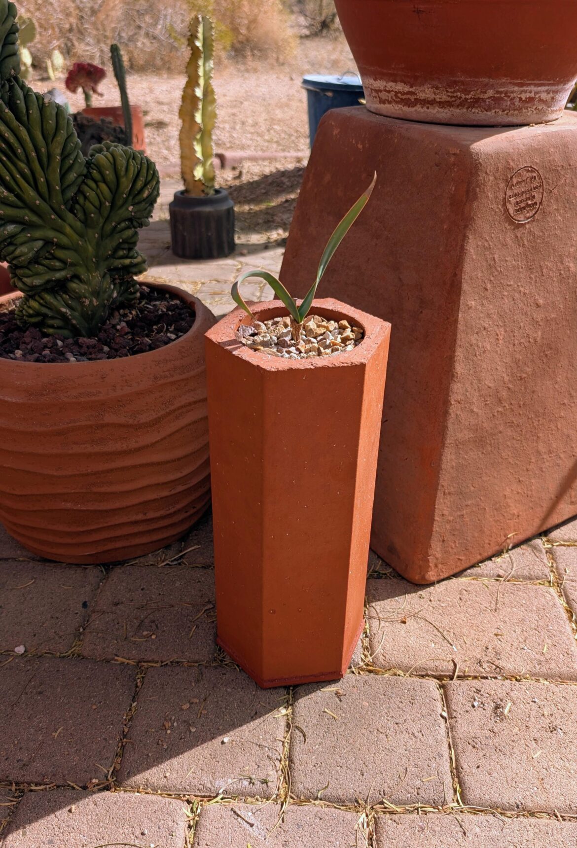 Welwitschia Repotted