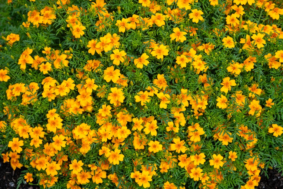 if you plant only one annual marigold Tagetes Tenuifolia (Signet Marigold) flowers close up