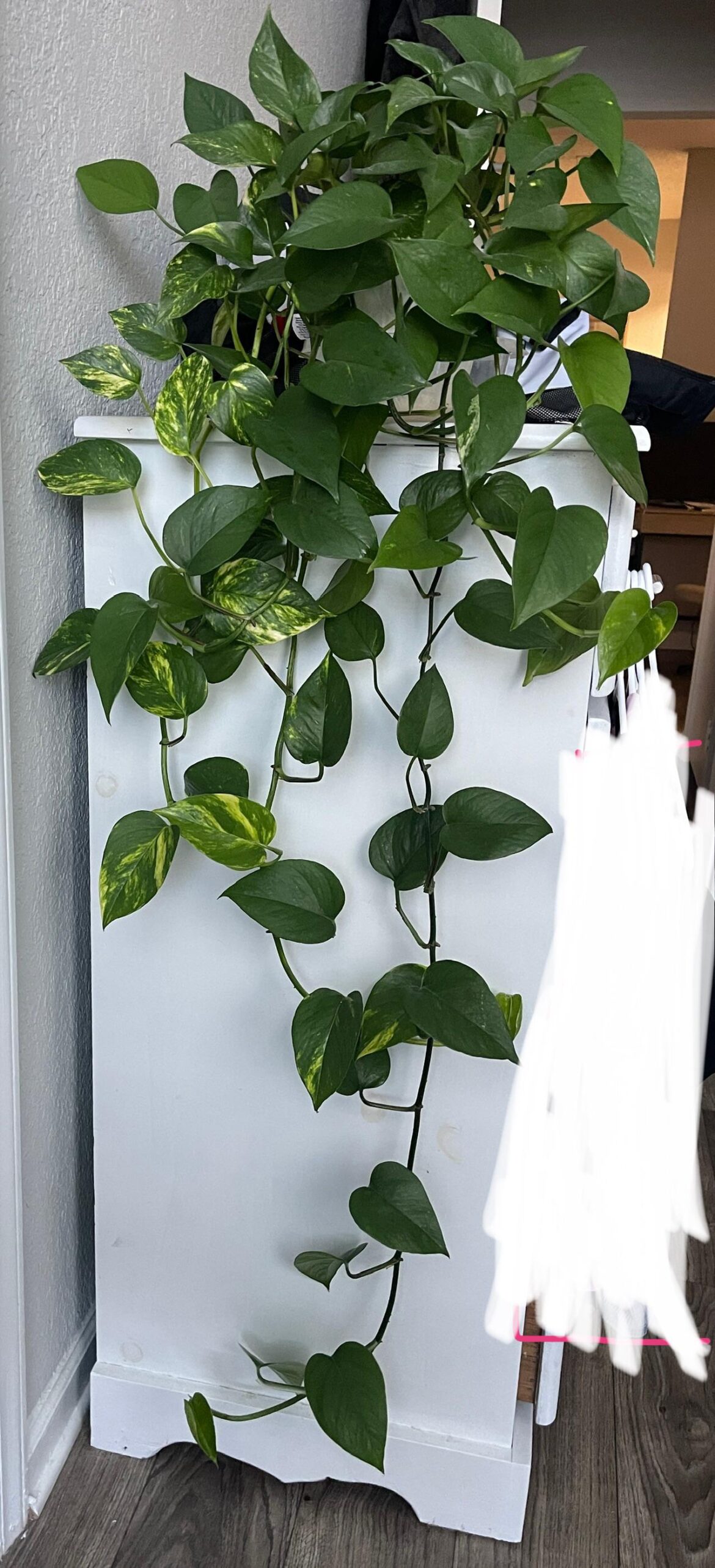 Help identifying?