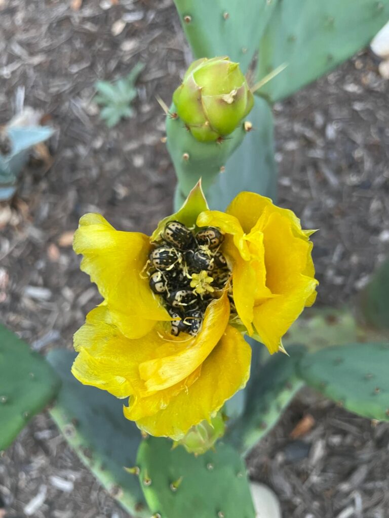 Cacti Blooms Filled w/ Beetles Cacti Blooms Filled w/ Beetles