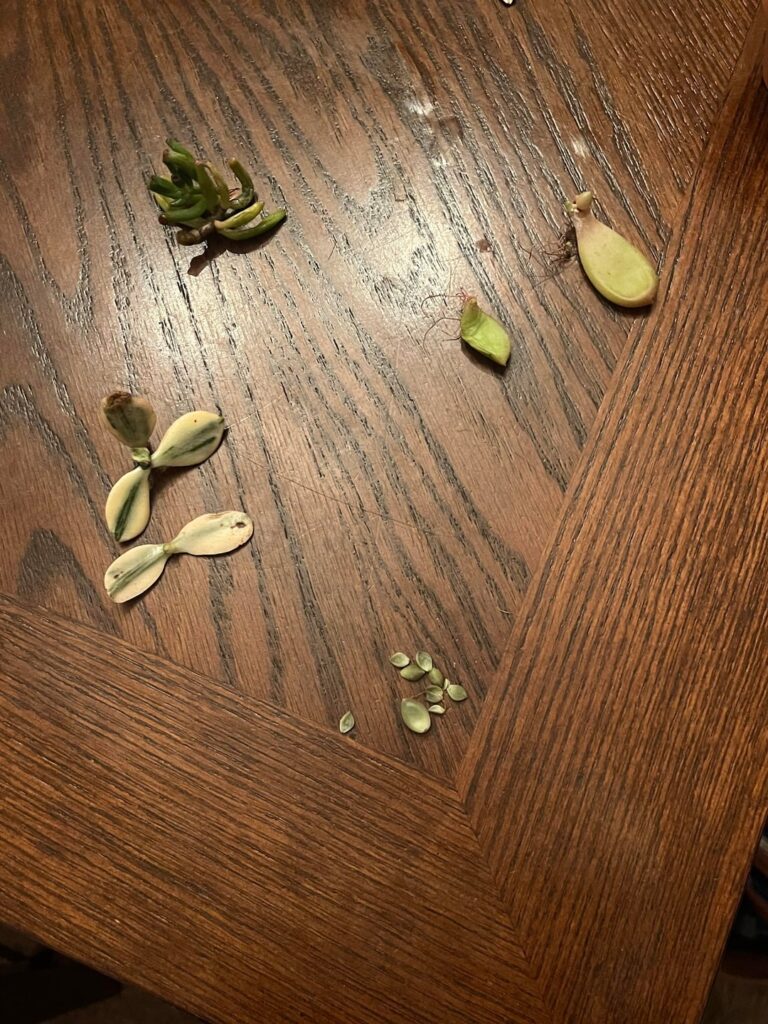 can anybody help me identify these plants can anybody help me identify these plants