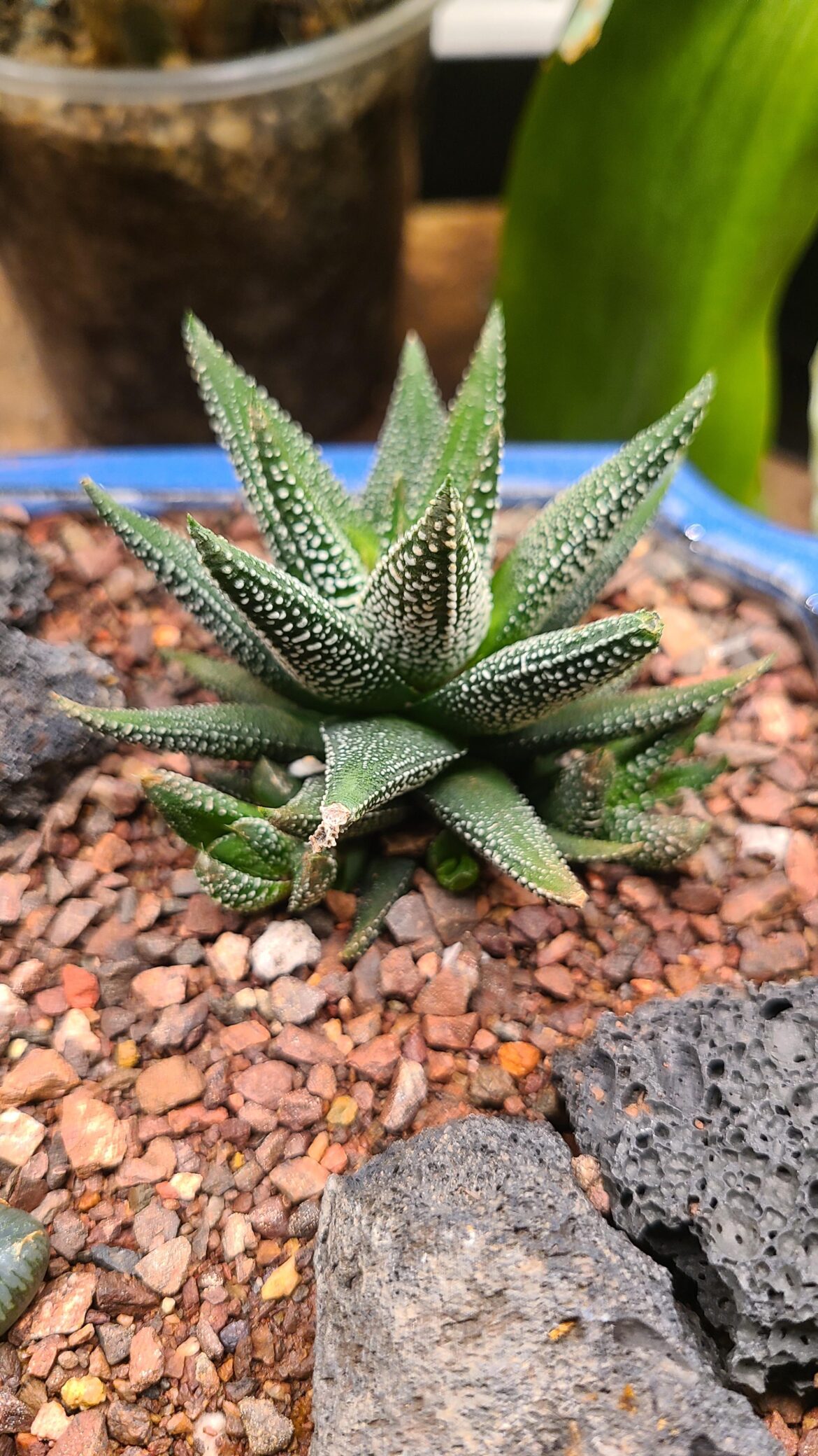 Identification help
