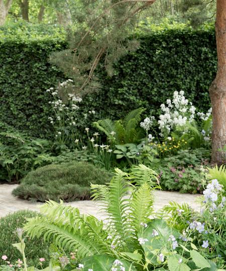 hedge and other screening plants