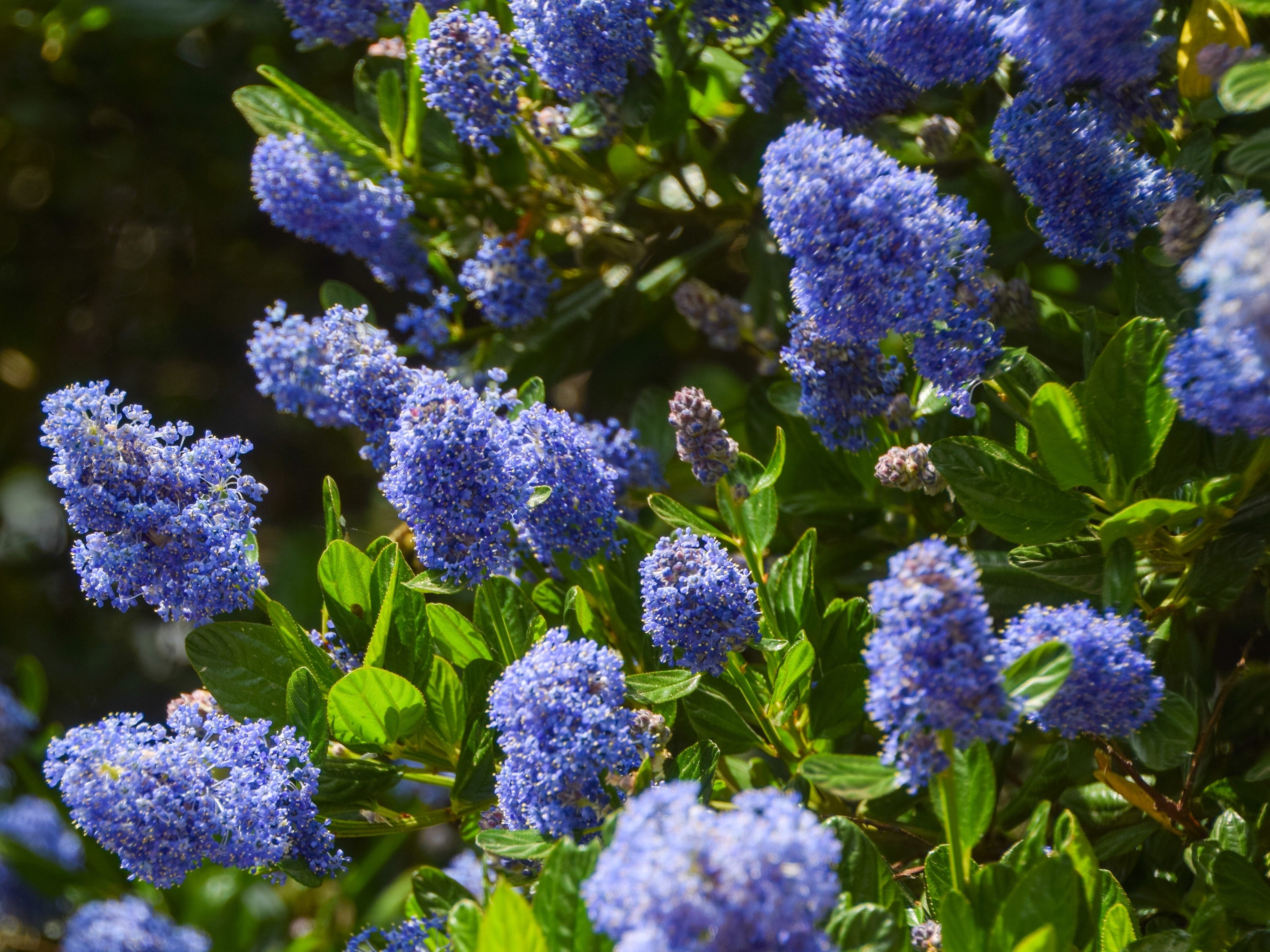 shrubs that thrive in pots