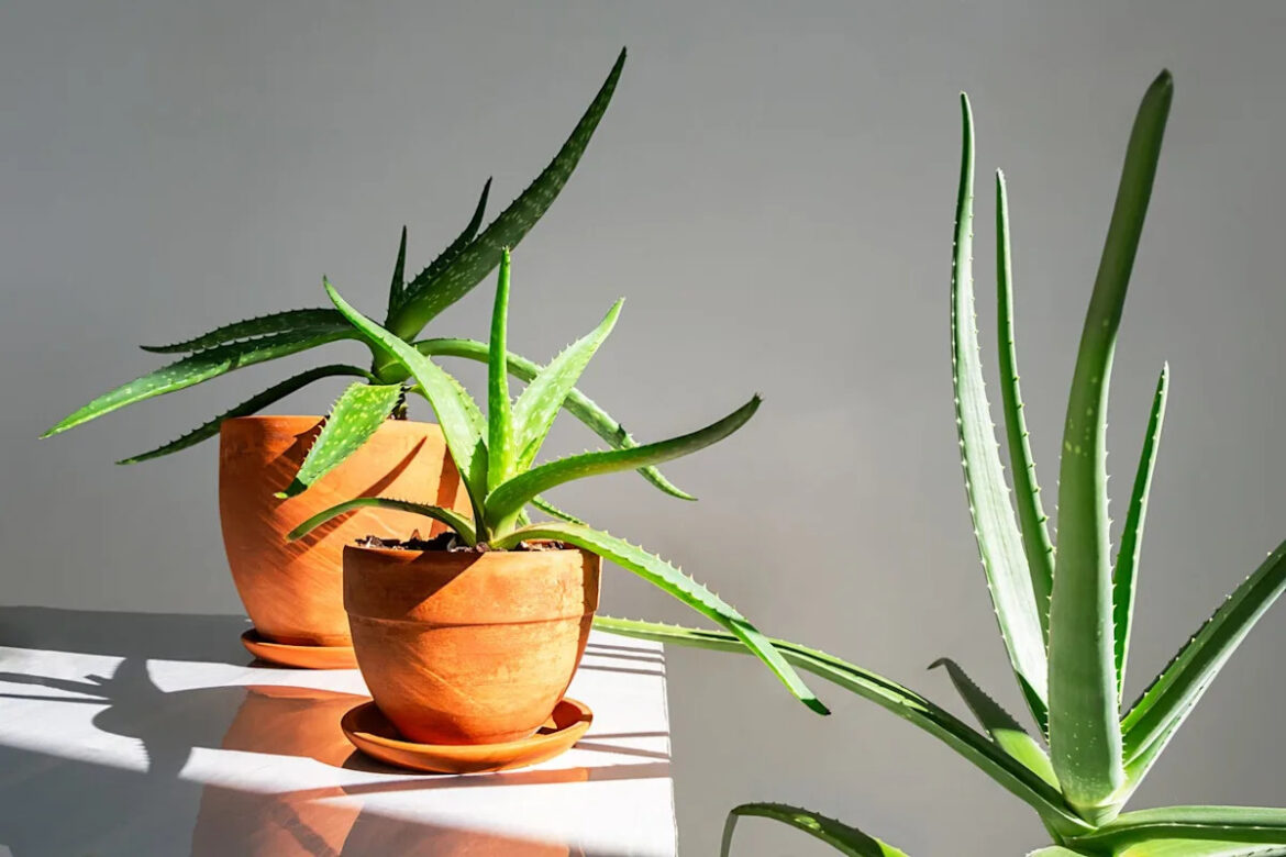 Gardening Experts Reveal How to Keep Your Aloe Plant Alive and Thriving Gardening Experts Reveal How to Keep Your Aloe Plant Alive and Thriving