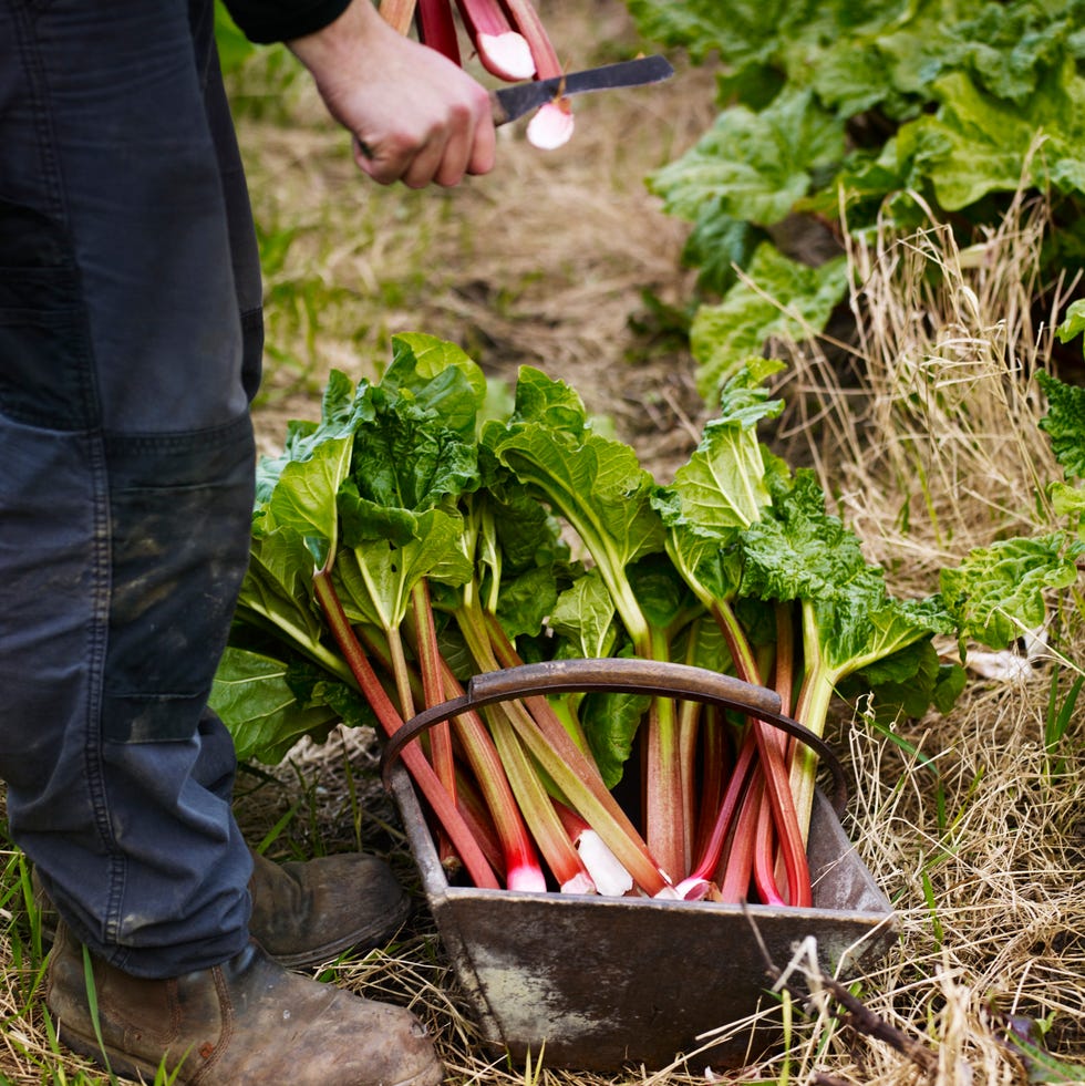 harvesting rhubarb in a garden setting