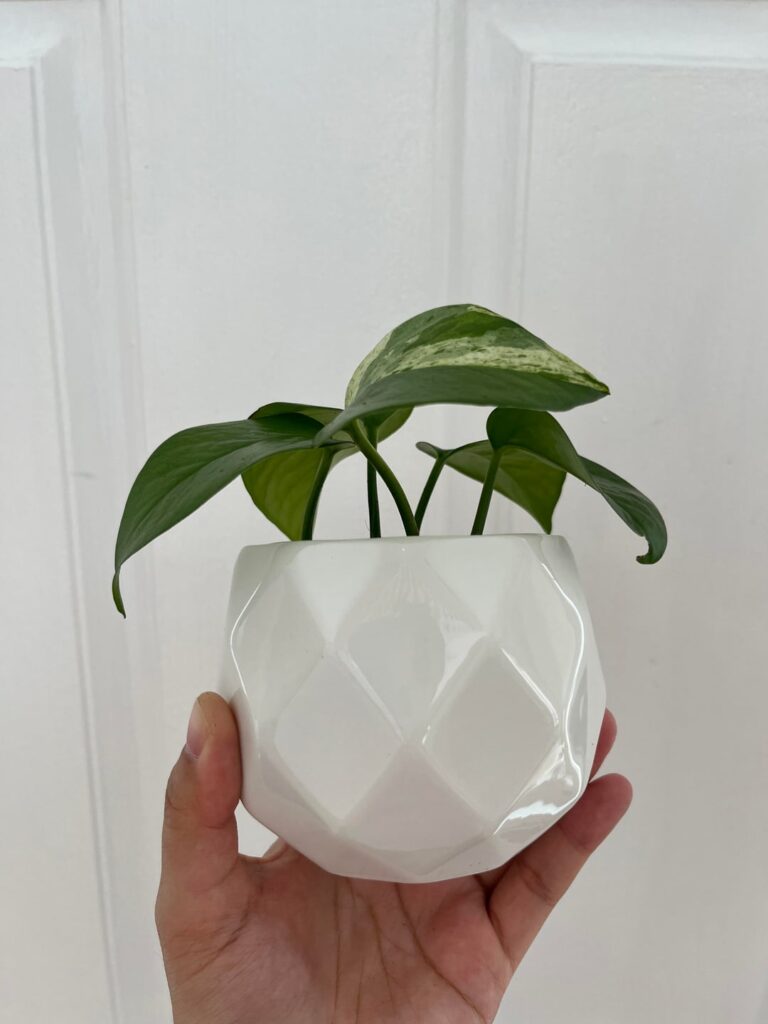 Is this pot size too large?