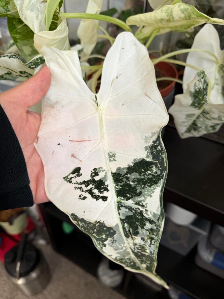 Wish list plant checked off! 😭