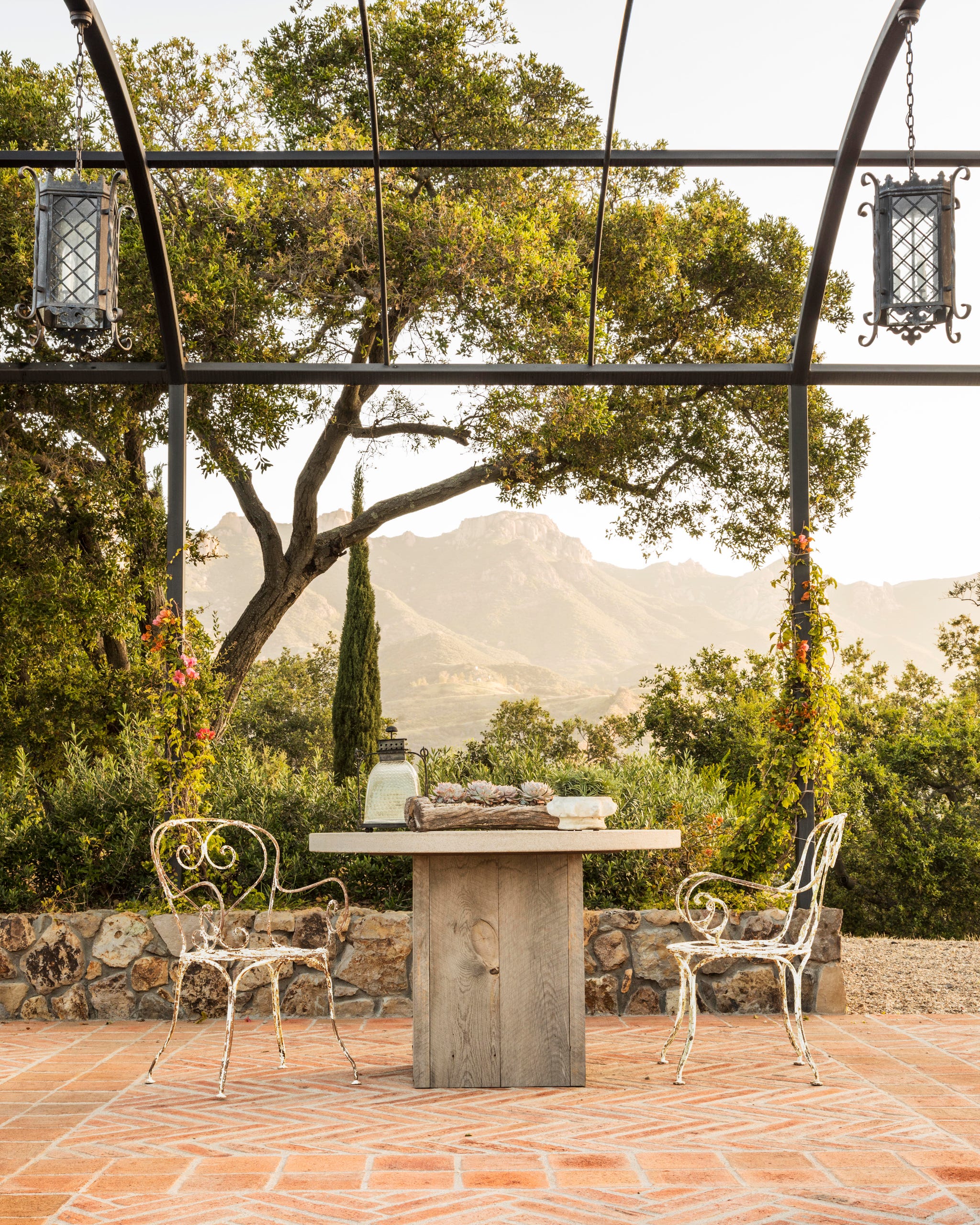 home of glasscock's in ventura ca, gardens design by scott shrader with 65 year old reclaimed olive trees, agave, cyprus oak, pine trees,calicoa, madagascar gardenia, french lavender, ficus rubiginosa, stephanotis, and double white detura