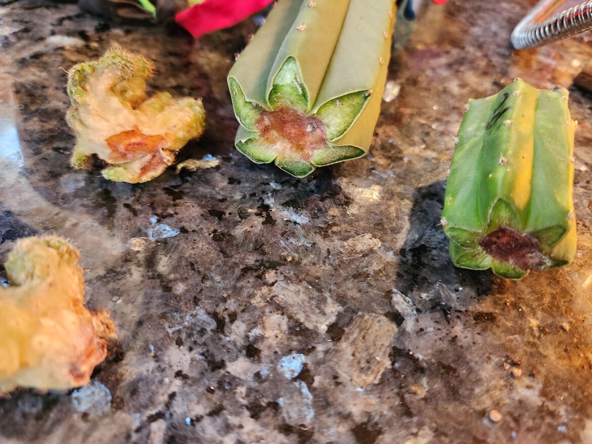 Why didn't my Grafts Work?