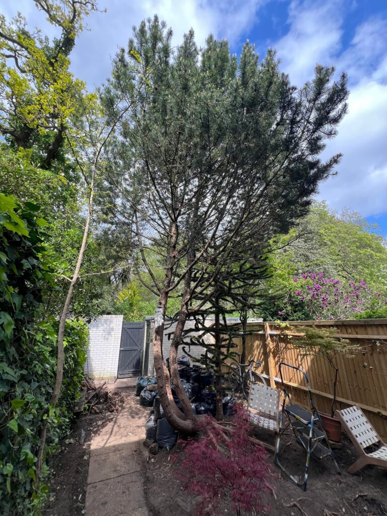 Pine, Monkey Puzzle: Tree Palooza! Help!