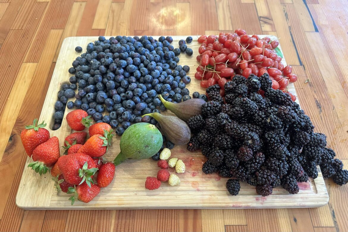 Daily harvest still going