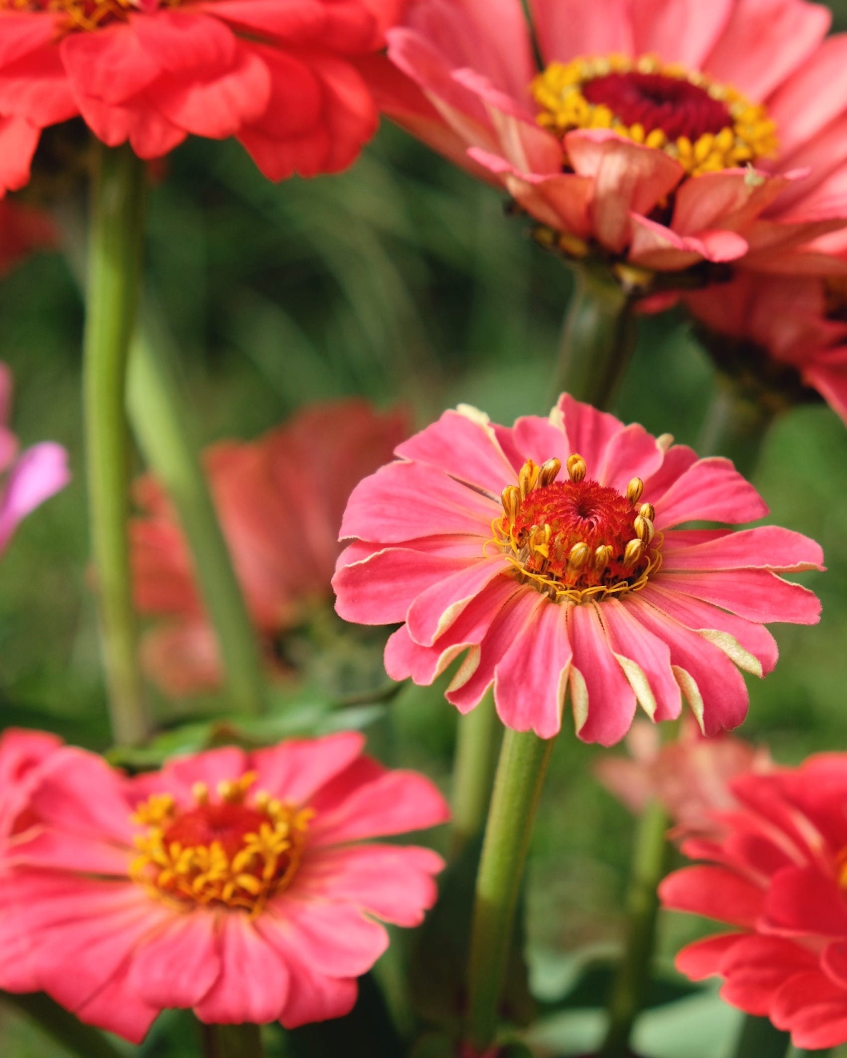 fast growing zinnia flowers