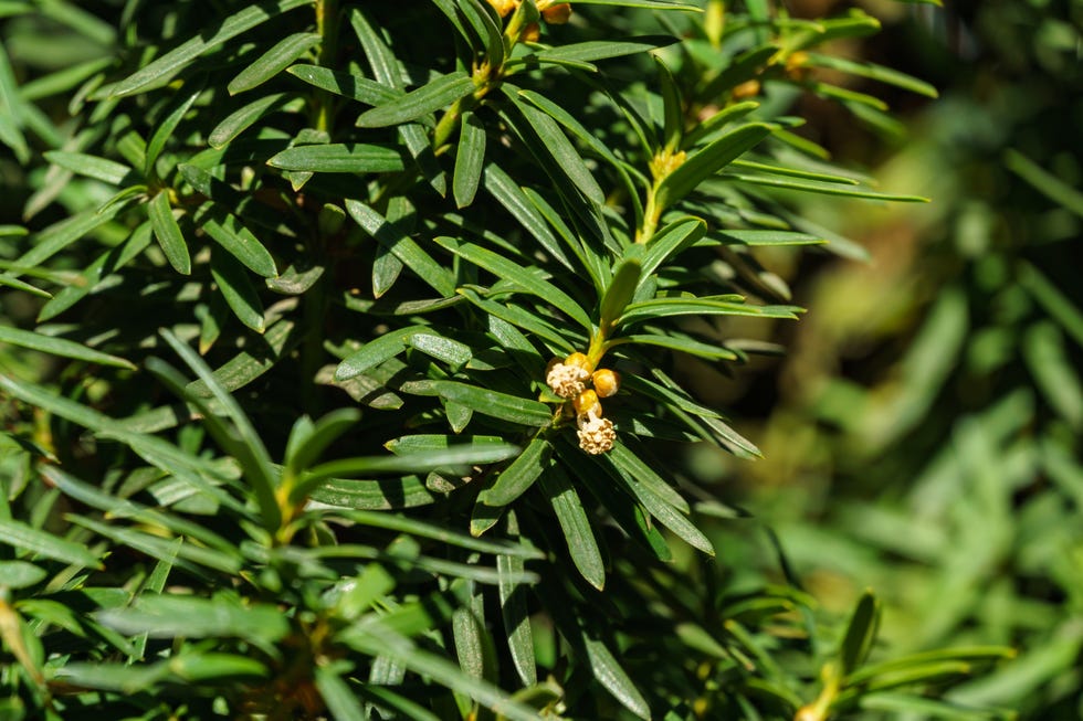 close up of green coniferous foliage yew taxus baccata fastigiata aurea with small, budding cones, showcasing intricate details of needle like leaves of english or european yew