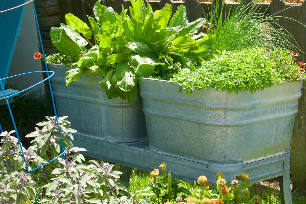 Raised vegetable garden in the back yard
