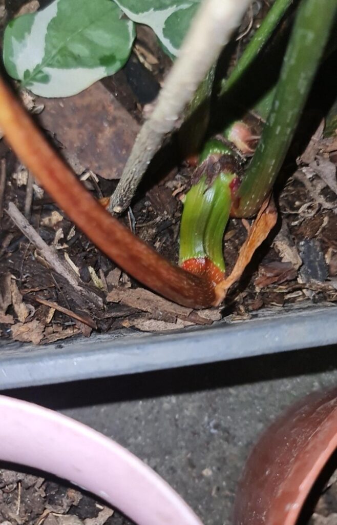 HI! I'm new to crawling philodendrons and I have a question for y'all experts on these