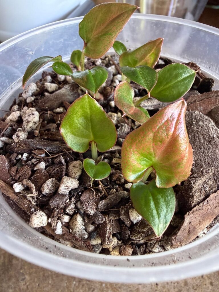 Update — Can anyone identify yet? https://www.reddit.com/r/philodendron/s/YLlxQfHyzm