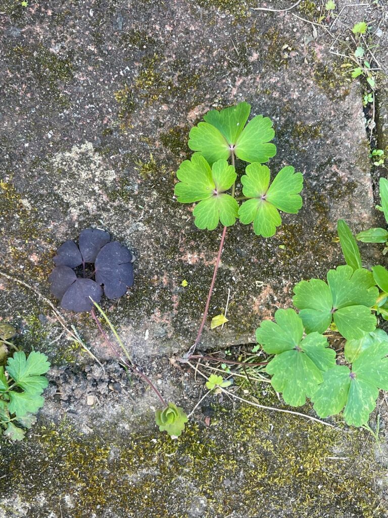 What’s causing these usually no green plants to have purple leaves? What’s causing these usually no green plants to have purple leaves?