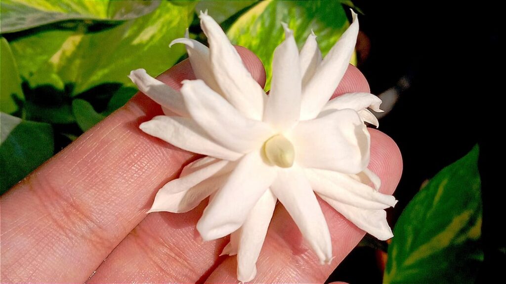 My jasmine plant gave out this huge bloom today. She's big, beautiful and so divine.