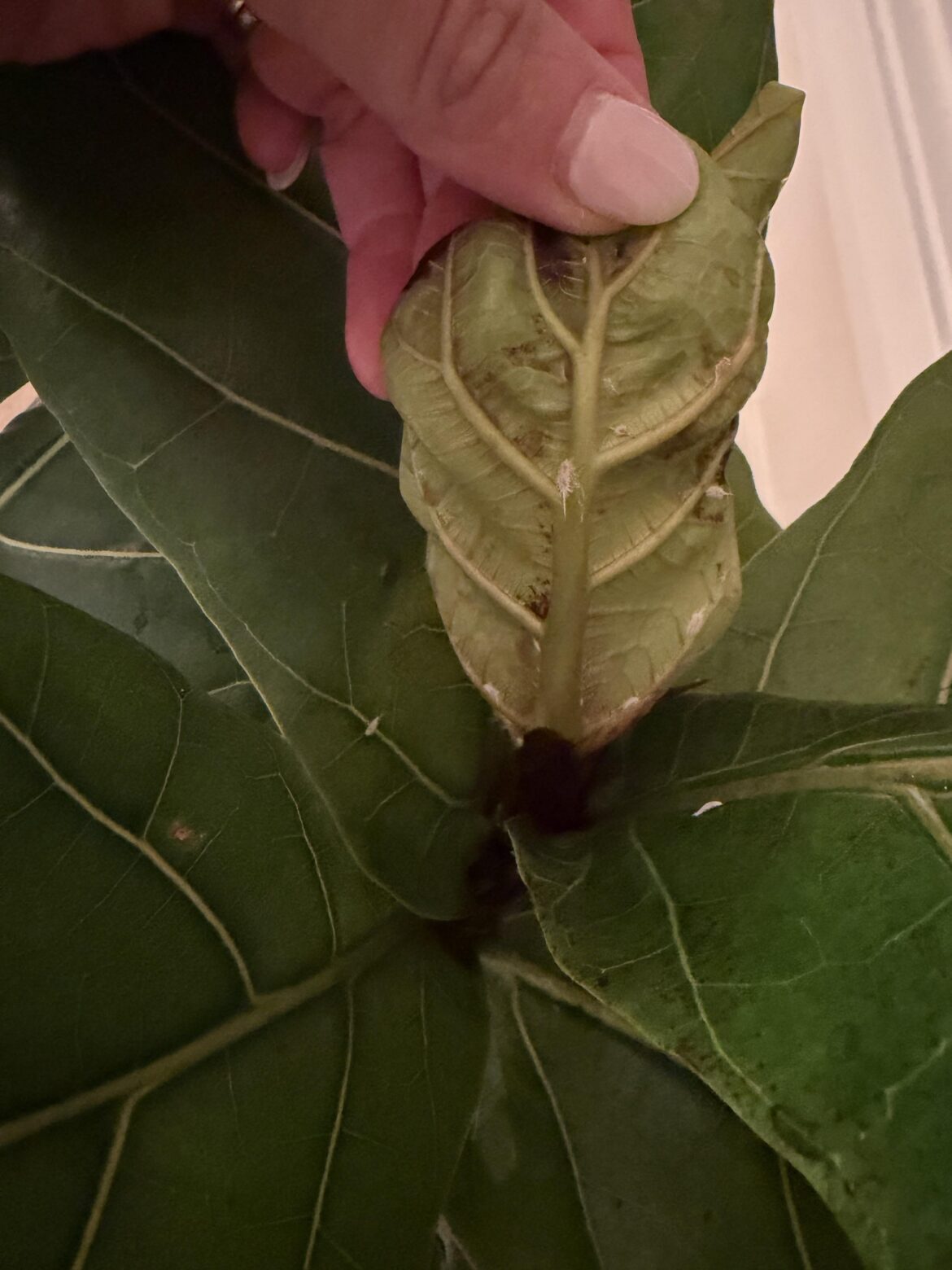 Re potted my FLF with Osmocote indoor potting mix. I think it now has mealy bugs? It was a previously very healthy plant. What should I do?