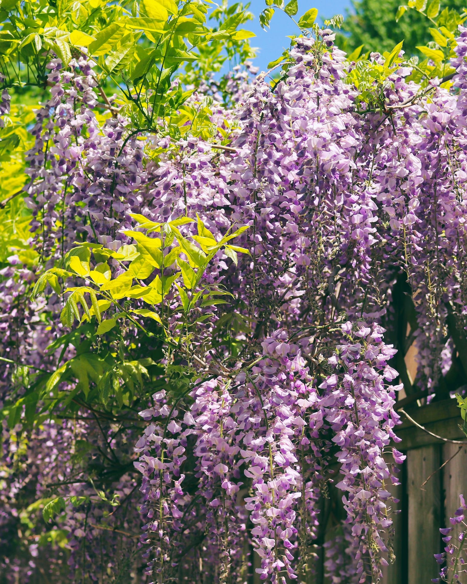 purple wisteria flowers in full bloom
