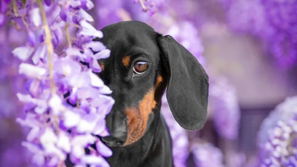 Portrait of a cute Dachshund hiding in the flowers.Image Via: Masarik/Shutterstock
