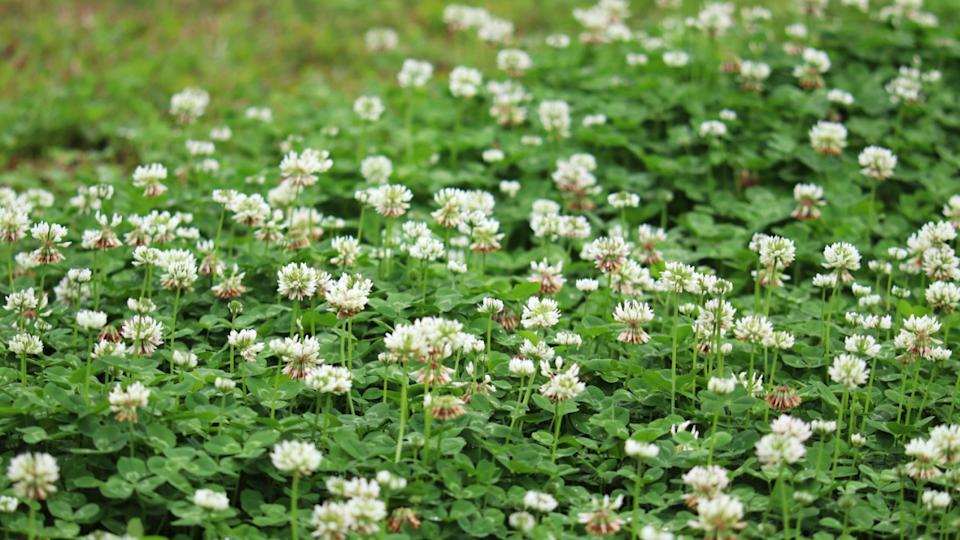 Trifolium repens, white clover herbaceous perennial plant