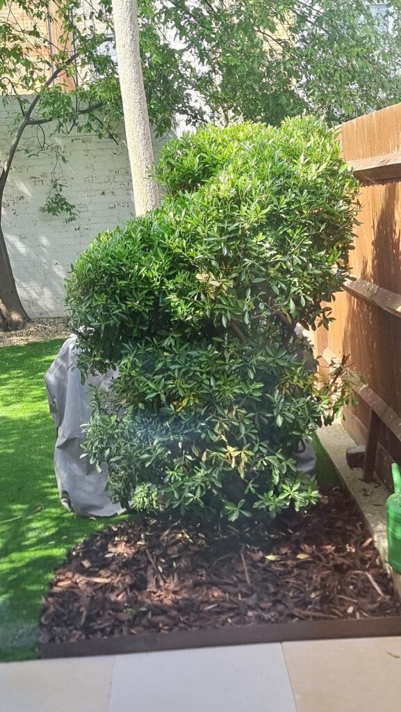 Shall I prune this bush? Shall I prune this bush?