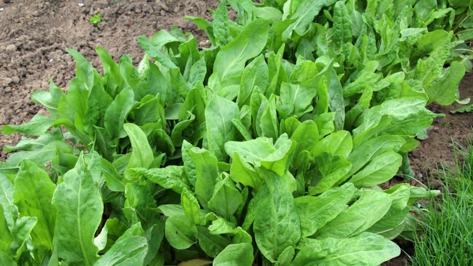 Sorrel grows in open organic soil in the garden