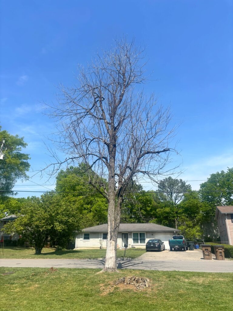 I think my tree is dead I think my tree is dead