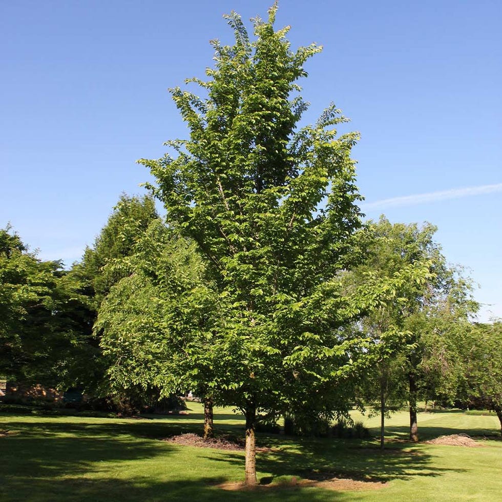 Sunshine Elm