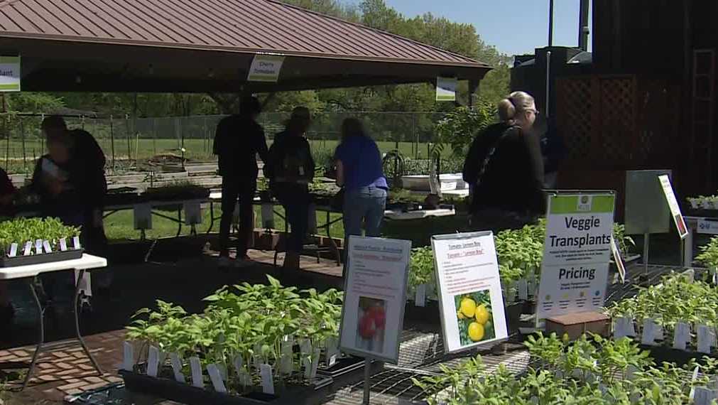 Kansas City ‘Tomato Days’ offers produce, plants at reduced cost Kansas City 'Tomato Days' offers produce, plants at reduced cost