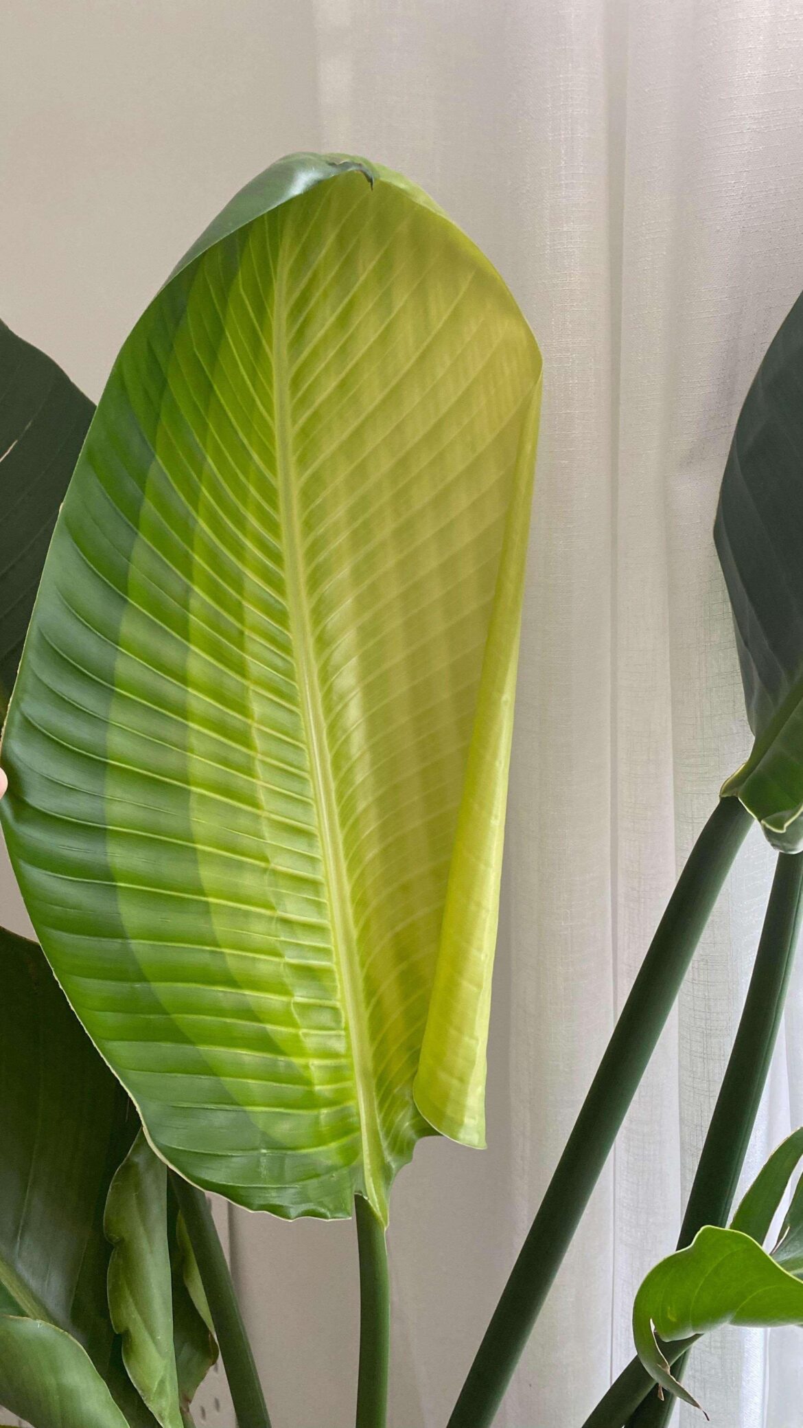 What’s wrong with my bird of paradise leaf ?